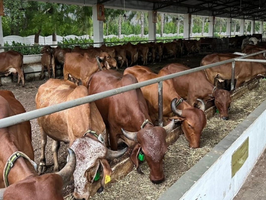 Kanvet Livestock Banner 1
